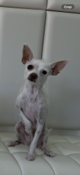 Lost Female Dog last seen By US Bank, Hayward, CA 94544