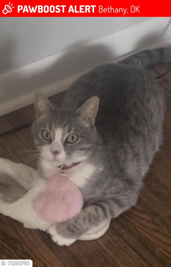 Lost Male Cat last seen Nw 23rd and Rockwell, Bethany, OK 73008