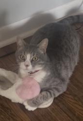Lost Male Cat last seen Nw 23rd and Rockwell, Bethany, OK 73008
