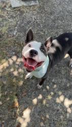 Shelter Stray Male Dog last seen Bexar County, 3353 Morningside Dr, New Braunfels, TX 78132, USA