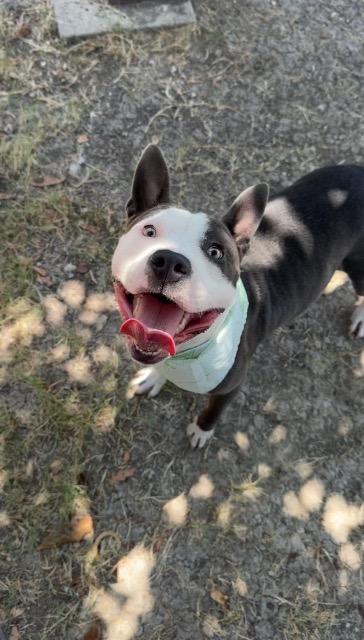 Shelter Stray Male Dog last seen Bexar County, 3353 Morningside Dr, New Braunfels, TX 78132, USA