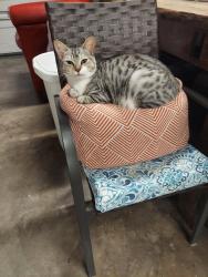 Reunited Female Cat last seen Alamo, La Mesa, CA 91942