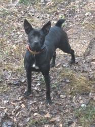Lost Female Dog last seen Robinson Rd, Knoxville, TN 37923