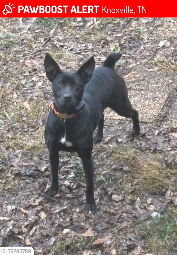 Lost Female Dog last seen Robinson Rd, Knoxville, TN 37923