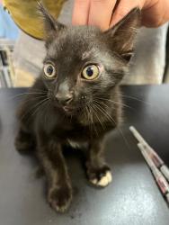 Shelter Stray Male Cat last seen Bexar County, 3353 Morningside Dr, New Braunfels, TX 78132, USA