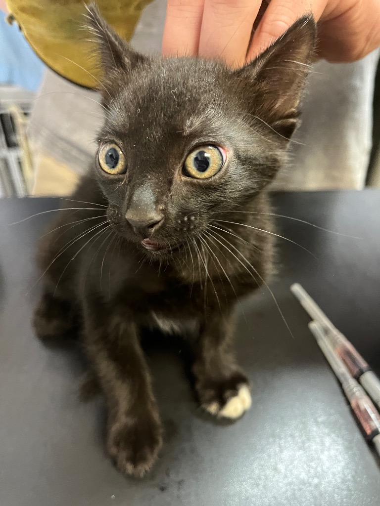 Shelter Stray Male Cat last seen Bexar County, 3353 Morningside Dr, New Braunfels, TX 78132, USA