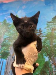 Shelter Stray Male Cat last seen Bexar County, 3353 Morningside Dr, New Braunfels, TX 78132, USA