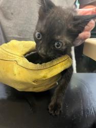 Shelter Stray Female Cat last seen Bexar County, 3353 Morningside Dr, New Braunfels, TX 78132, USA