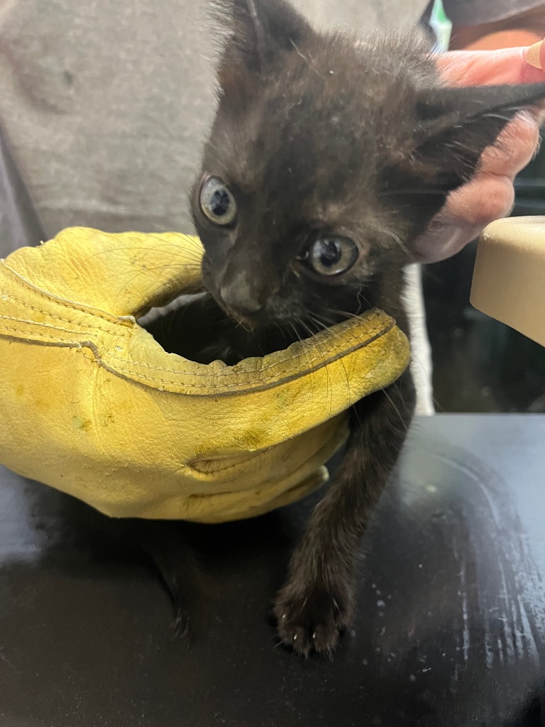 Shelter Stray Female Cat last seen Bexar County, 3353 Morningside Dr, New Braunfels, TX 78132, USA