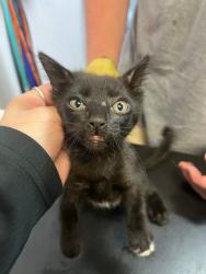 Shelter Stray Female Cat last seen Bexar County, 3353 Morningside Dr, New Braunfels, TX 78132, USA