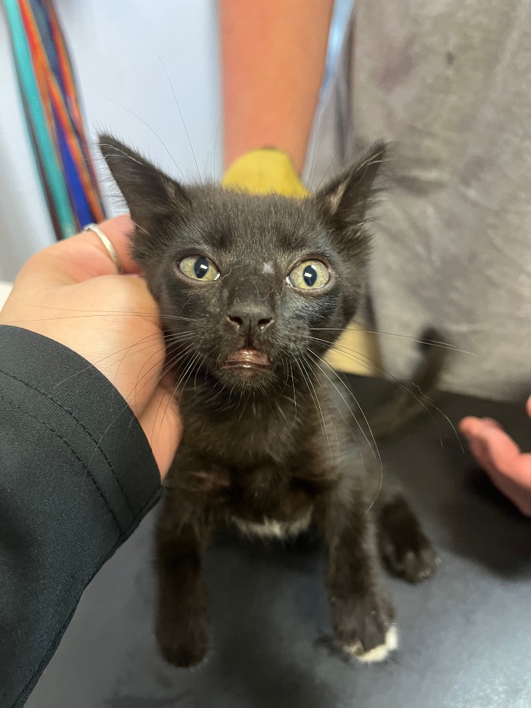 Shelter Stray Female Cat last seen Bexar County, 3353 Morningside Dr, New Braunfels, TX 78132, USA