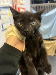 Shelter Stray Male Cat last seen Bexar County, 3353 Morningside Dr, New Braunfels, TX 78132, USA