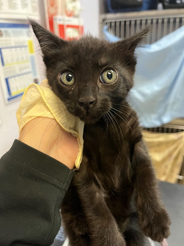 Shelter Stray Male Cat last seen Bexar County, 3353 Morningside Dr, New Braunfels, TX 78132, USA