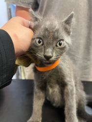 Shelter Stray Male Cat last seen Bexar County, 3353 Morningside Dr, New Braunfels, TX 78132, USA