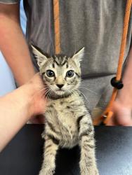 Shelter Stray Female Cat last seen Bexar County, 3353 Morningside Dr, New Braunfels, TX 78132, USA