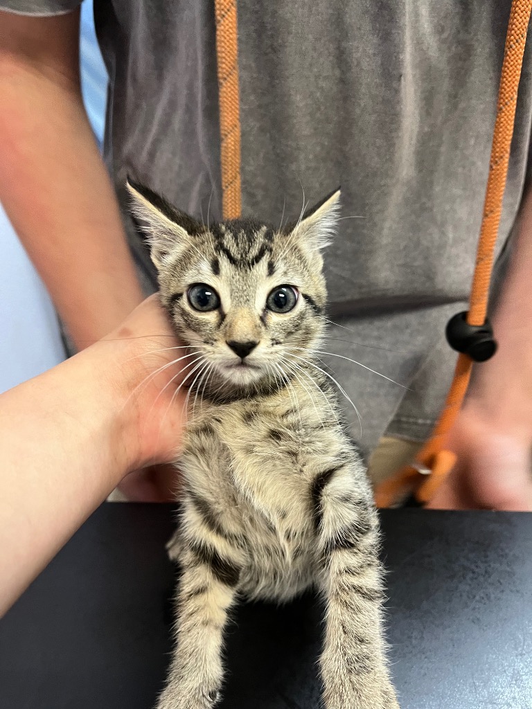 Shelter Stray Female Cat last seen Bexar County, 3353 Morningside Dr, New Braunfels, TX 78132, USA