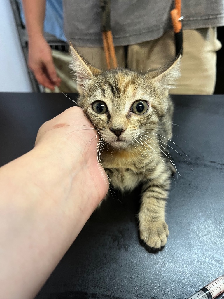 Shelter Stray Female Cat last seen Bexar County, 3353 Morningside Dr, New Braunfels, TX 78132, USA