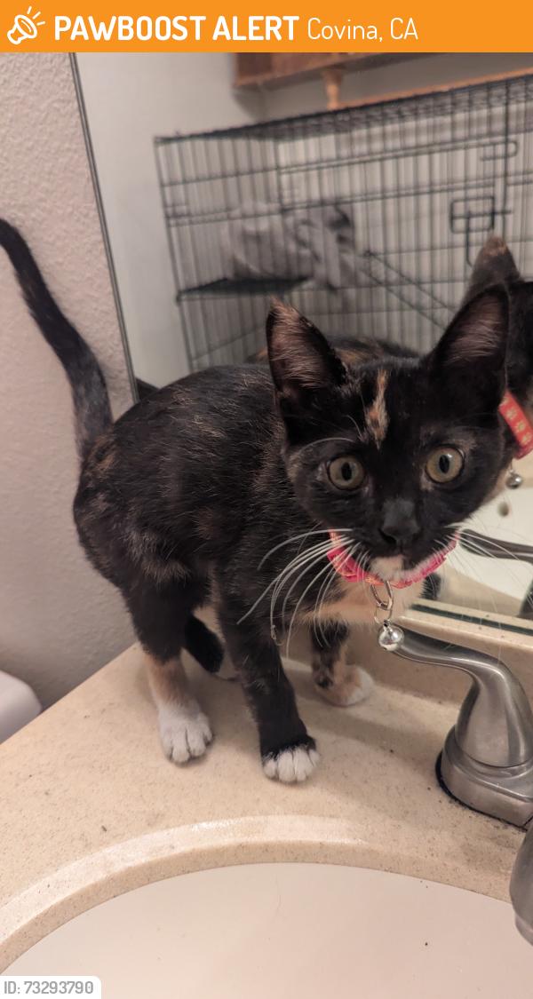 Found/Stray Female Cat last seen Rowland Ave and Hollenbeck Ave, Covina, CA 91723