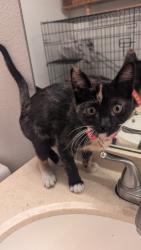 Found/Stray Female Cat last seen Rowland Ave and Hollenbeck Ave, Covina, CA 91723