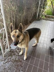 Reunited Unknown Dog last seen Button and Monroe, Albuquerque, NM 87108