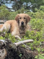 Reunited Male Dog last seen Hwy 497, Argyle, TX 76226