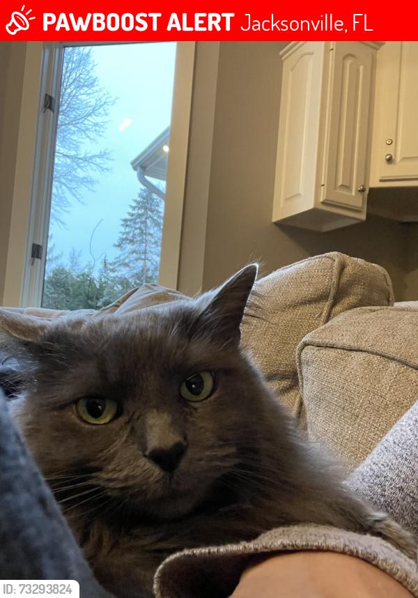 Lost Female Cat last seen Near Hampton Park Blvd, Jacksonville, FL 32256