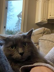 Lost Female Cat last seen Near Hampton Park Blvd, Jacksonville, FL 32256
