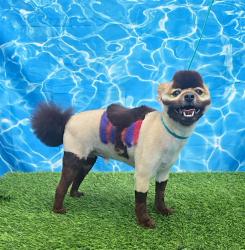 Reunited Male Dog last seen Simonton st and cassopolis st, Elkhart, IN 46514