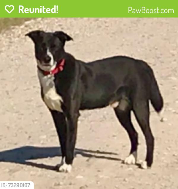 Reunited Male Dog last seen Beaumont ests off Kanuga Road, Hendersonville, NC 28792