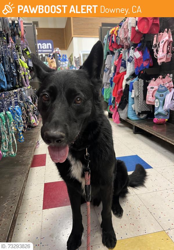 Found/Stray Male Dog last seen Lakewood Blvd and Donavan street, near Downey promenade, Downey, CA 90241