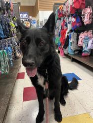Found/Stray Male Dog last seen Lakewood Blvd and Donavan street, near Downey promenade, Downey, CA 90241