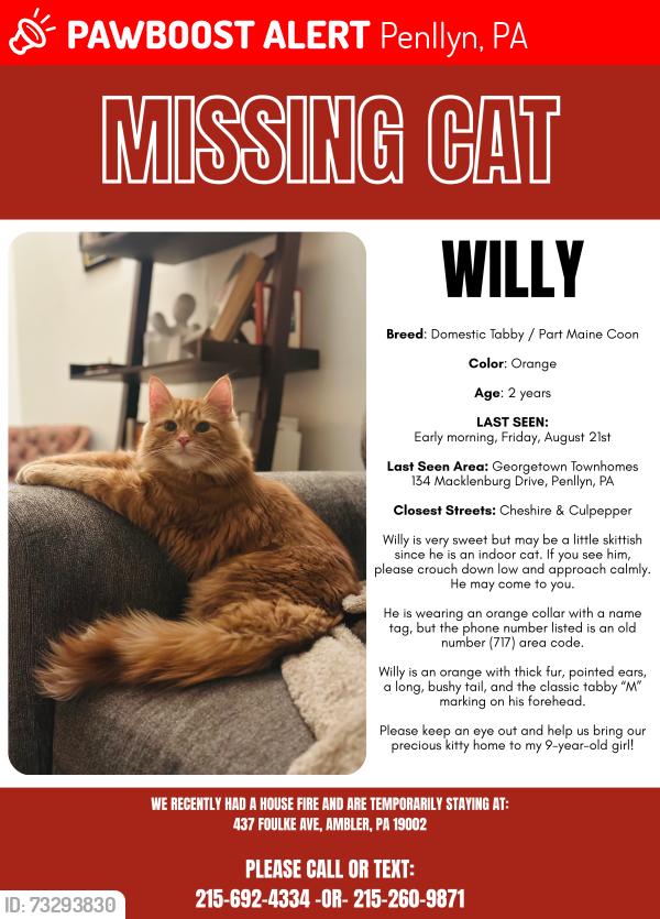 Lost Male Cat last seen Georgetown cndmniums, Penllyn, PA 19422