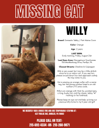 Lost Male Cat last seen Georgetown cndmniums, Penllyn, PA 19422