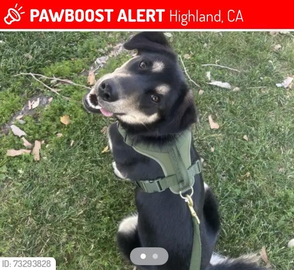 Lost Female Dog last seen Greenspot, Highland, CA 92346