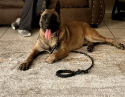 Reunited Male Dog last seen Raymac Rd SW, Albuquerque, NM 87105, USA, Albuquerque, NM 87105