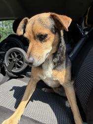 Reunited Male Dog last seen Near Everett Springs Rd SW, Calhoun, GA 30701, USA, Calhoun, GA 30701