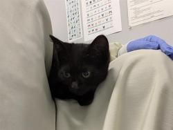 Shelter Stray Female Cat last seen Near BLOCK W MEEKER ST, KENT WA 98032, 21615 64th Ave S, Kent, WA 98032, USA