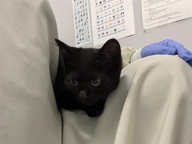 Shelter Stray Female Cat last seen Near BLOCK W MEEKER ST, KENT WA 98032, 21615 64th Ave S, Kent, WA 98032, USA