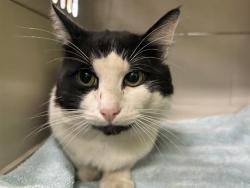 Shelter Stray Male Cat last seen Near BLOCK 52ND AVE S, AUBURN WA 98001, 21615 64th Ave S, Kent, WA 98032, USA
