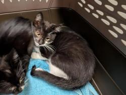 Shelter Stray Female Cat last seen Near BLOCK 42ND AVE S, AUBURN WA 98001, 21615 64th Ave S, Kent, WA 98032, USA