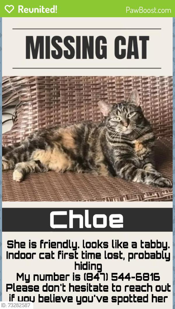 Reunited Female Cat last seen Near Malden, Chicago, IL 60640