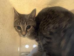 Shelter Stray Female Cat last seen Near BLOCK LAKE FENWICK RD S, KENT WA 98032, 21615 64th Ave S, Kent, WA 98032, USA