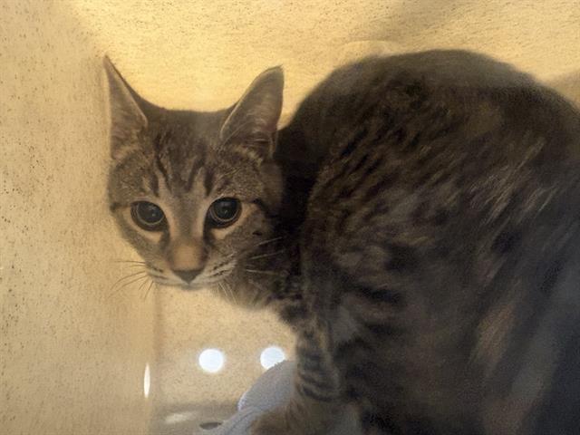 Shelter Stray Female Cat last seen Near BLOCK LAKE FENWICK RD S, KENT WA 98032, 21615 64th Ave S, Kent, WA 98032, USA