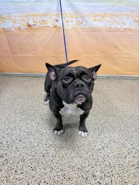 Shelter Stray Female Dog last seen TROPICAL PARK, 3599 NW 79th Ave, Doral, FL 33122, USA