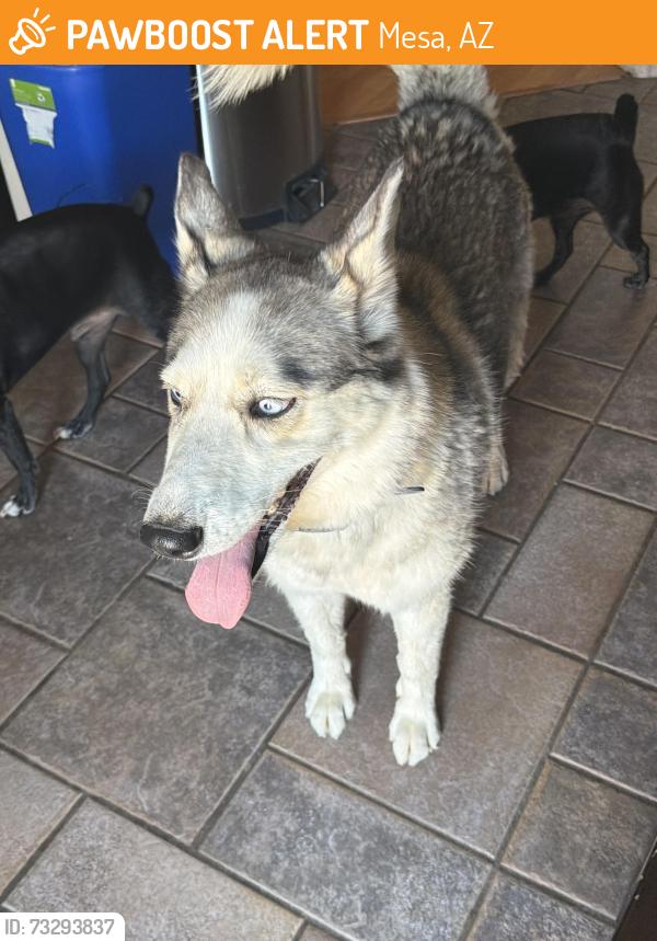Found/Stray Unknown Dog last seen Ellsworth and Guadalupe, Mesa, AZ 85212