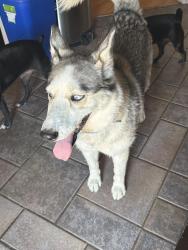 Found/Stray Unknown Dog last seen Ellsworth and Guadalupe, Mesa, AZ 85212
