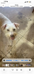 Reunited Male Dog last seen Quail garden, Encinitas, CA 92024