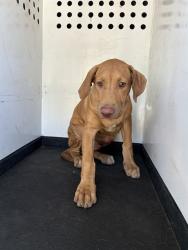 Shelter Stray Male Dog last seen Near BLK E 21ST ST, BAKERSFIELD, CA, 201 S Mt Vernon Ave, Bakersfield, CA 93307, USA