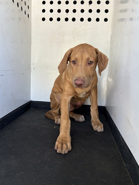 Shelter Stray Male Dog last seen Near BLK E 21ST ST, BAKERSFIELD, CA, 201 S Mt Vernon Ave, Bakersfield, CA 93307, USA