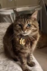 Reunited Female Cat last seen Aventine lane and Edmonds, Fort Worth, TX 76244